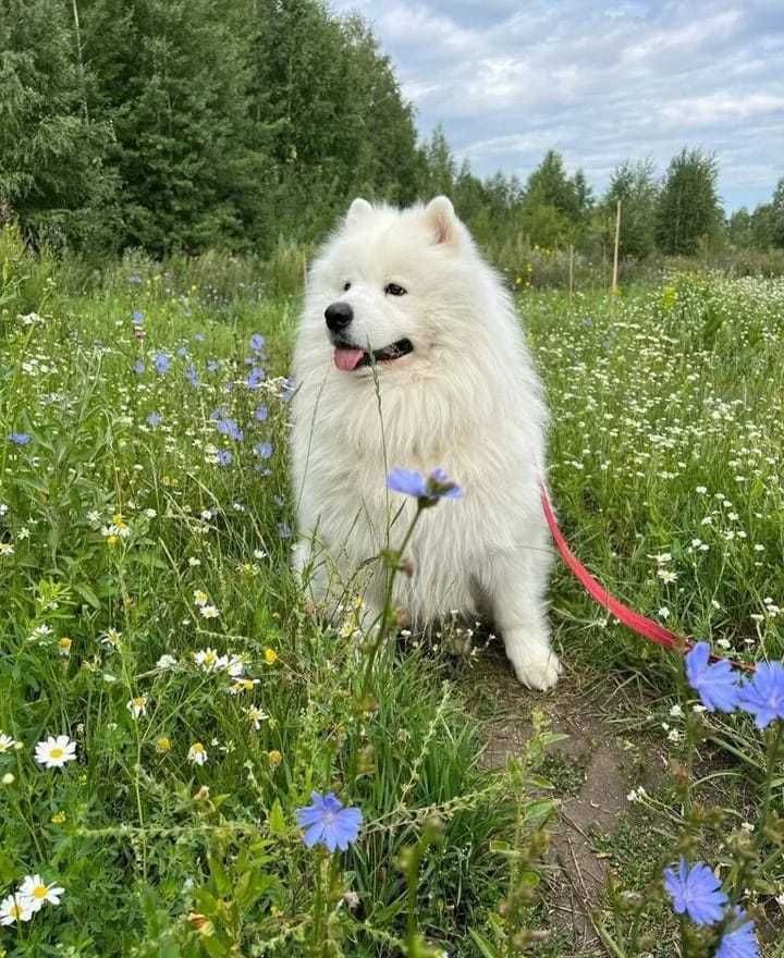 Samoyed Piękny Szczeniak do odbioru :)