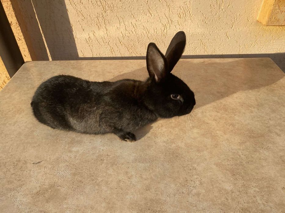 Продам кроликів