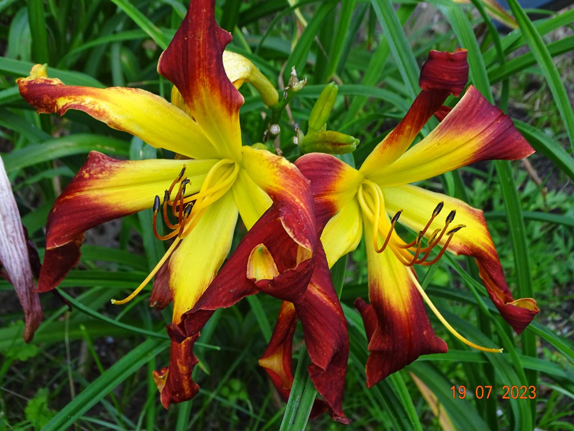 Liliowce – nowe, unikalne odmiany!