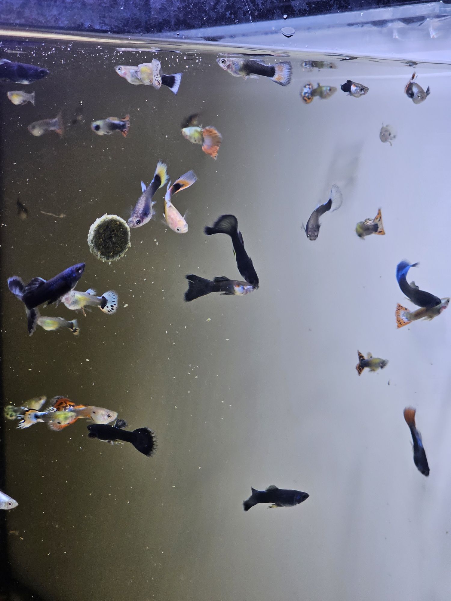 Guppys mosaico e blue