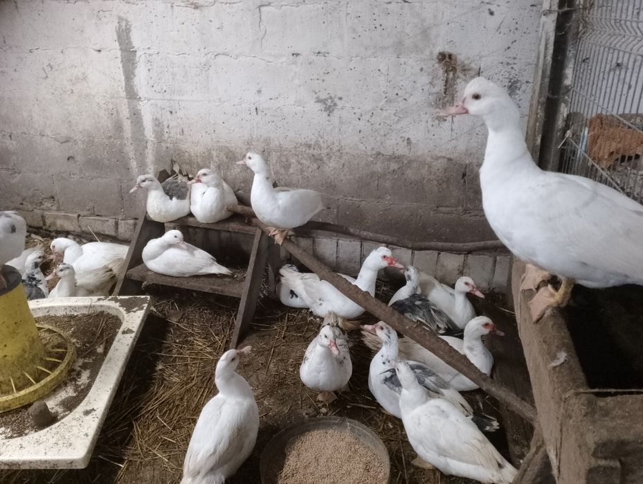 Sprzedam kaczki piżmowe