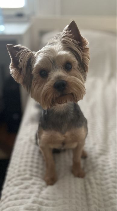 Вʼязка. Йорк (3 роки) шукає собі подружку.