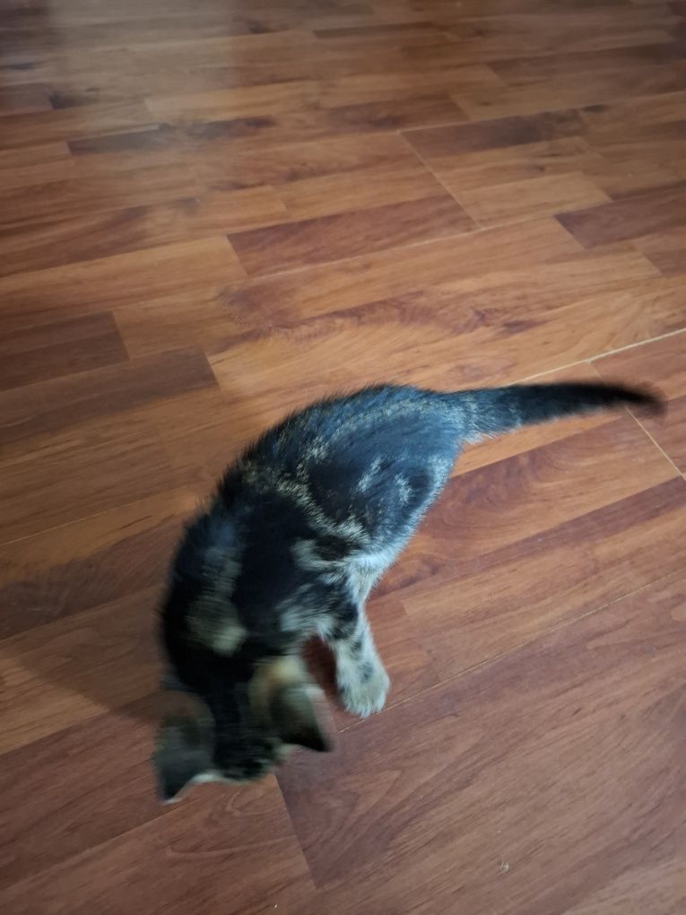 Котик безкоштовно