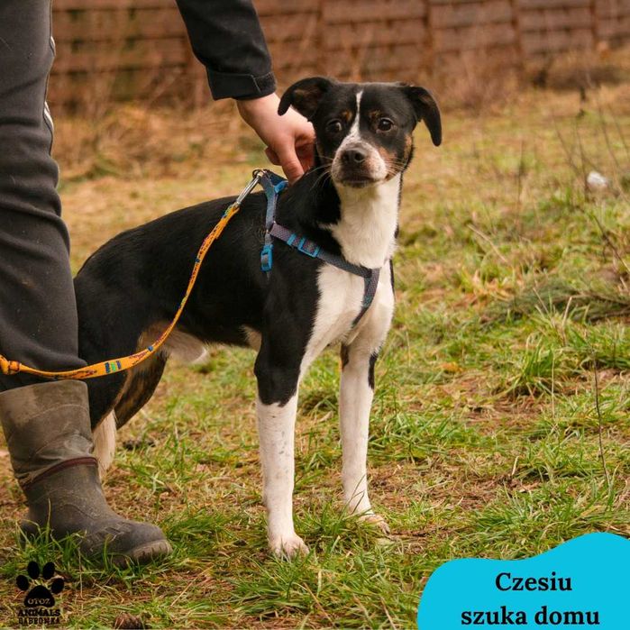 Czesiu i Wiesiu szukają domu