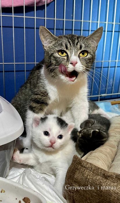 OGONEK, GRZYWECZKA i HALINKA – trójka kocich dzieci szuka domków