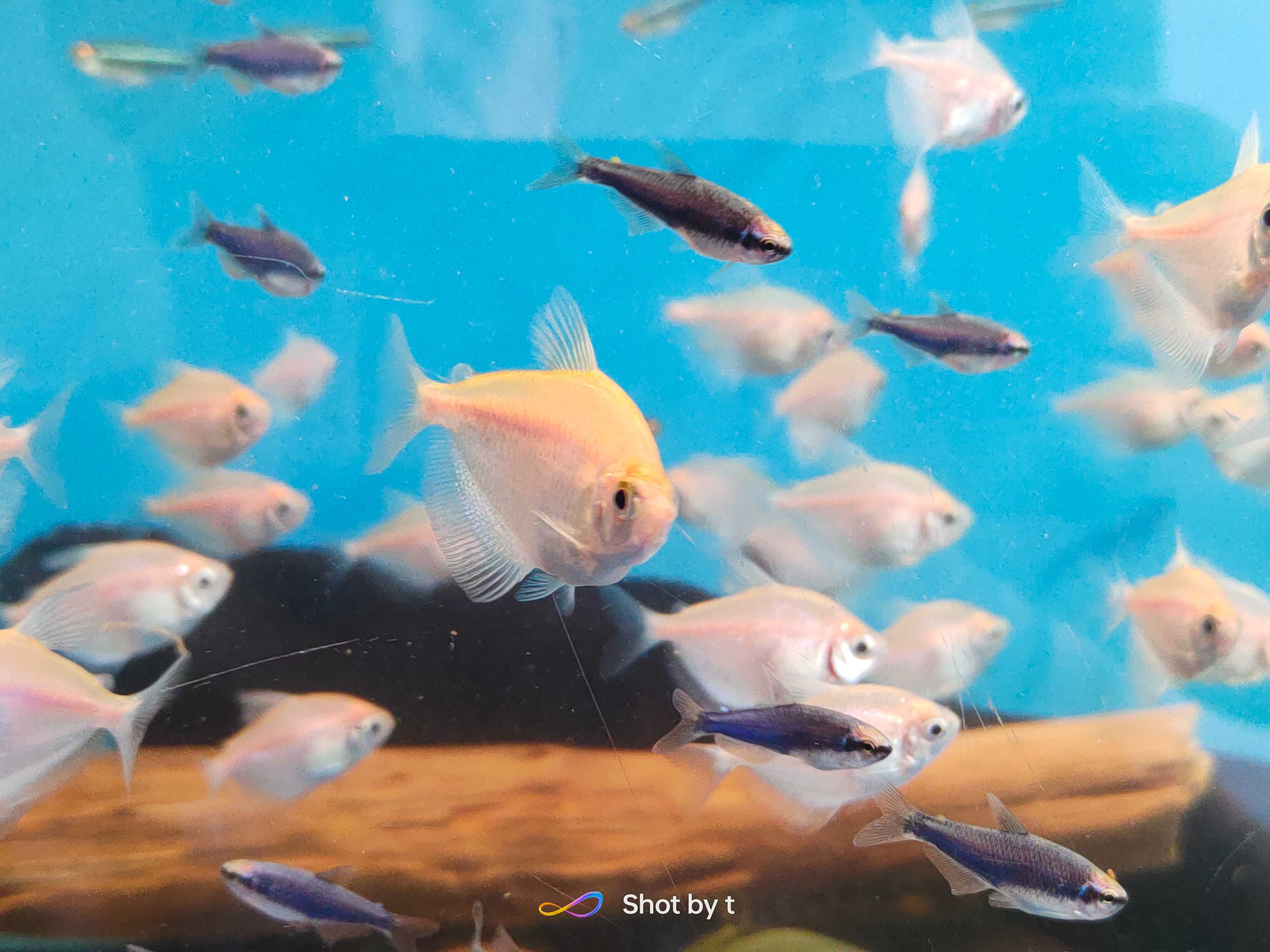Tetra albino hodowla