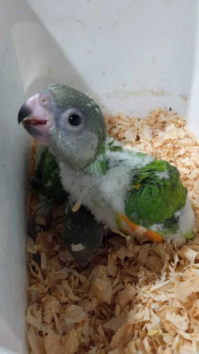 Papagaios do Senegal bebes