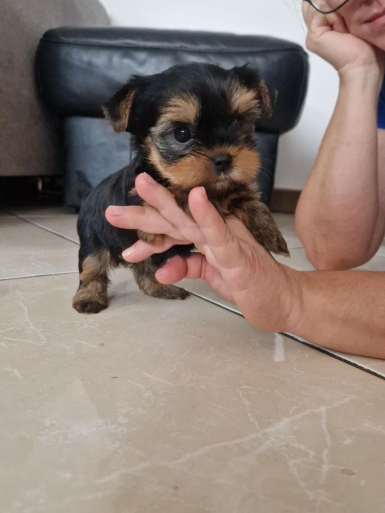 Pies Yorkshire Terrier