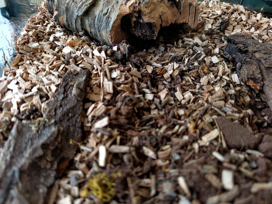 Terrarium na zamówienie