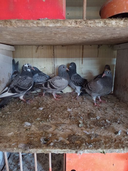 Gołębie pocztowe młode