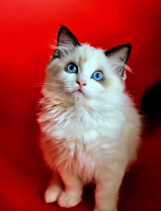 Kocurek Ragdoll do hodowli