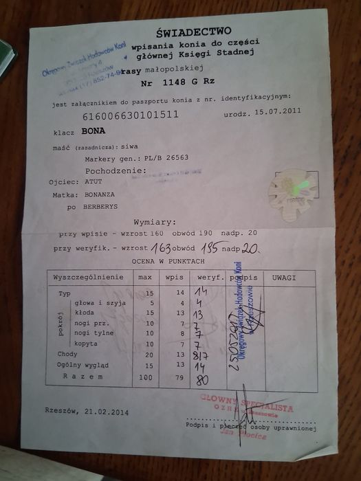 Sprzedam klacz malopolską