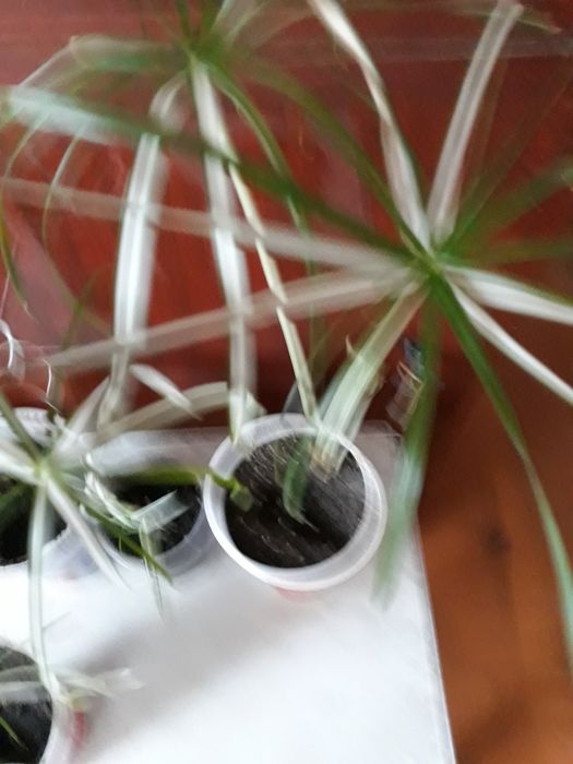 Циперус вариегатный