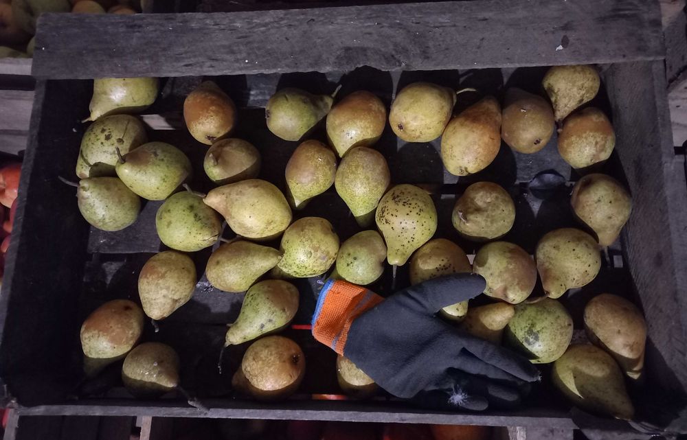 Груша зимова Ноябрська (лот 10кг мелкая)