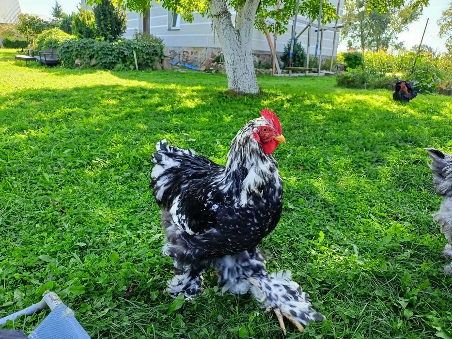 Sprzedam kury ozdobne