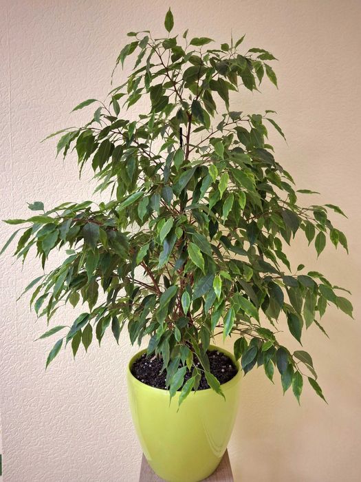 Фікус Бенджаміна