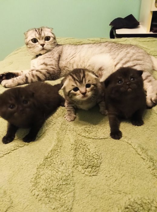 Кошенята шотландські висловухі (бронь),хлопчики