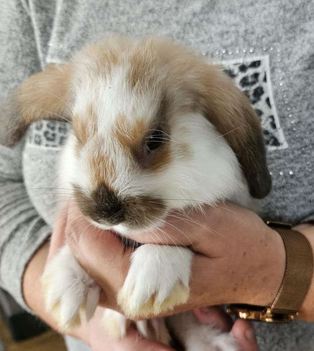Królik miniaturka,Króliki,Króliczki miniaturki