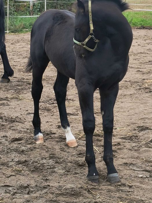 Sprzedam źrebaka klacz