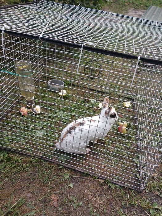 Декоративний кролик