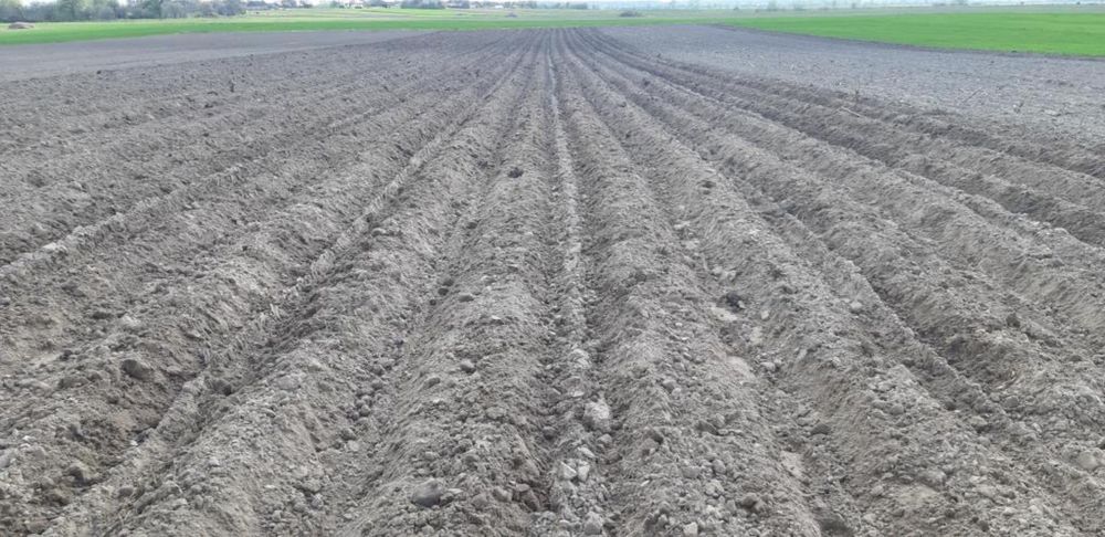Продам 4-рядну саджалку  для картоплі в нормальному стані