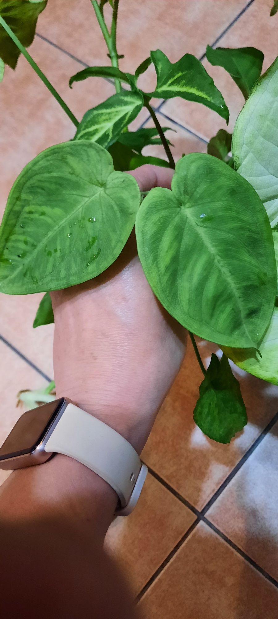 Syngonium cięte sadzonki