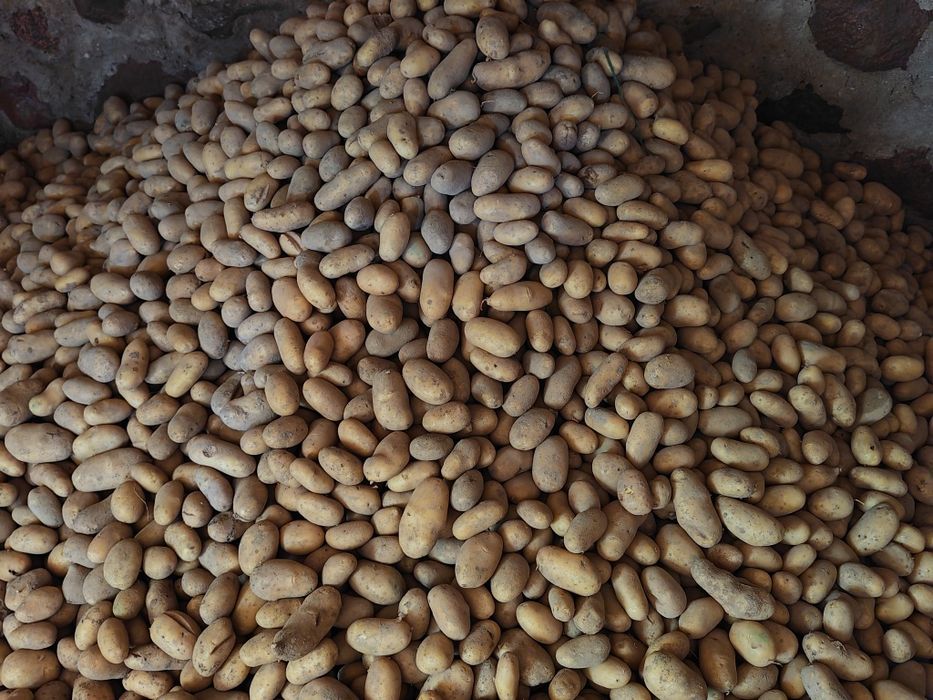 Ziemniak, jadalny, Catania, Irys ziemniaki