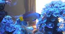 Manonichthys splendens - Akwarium morskie