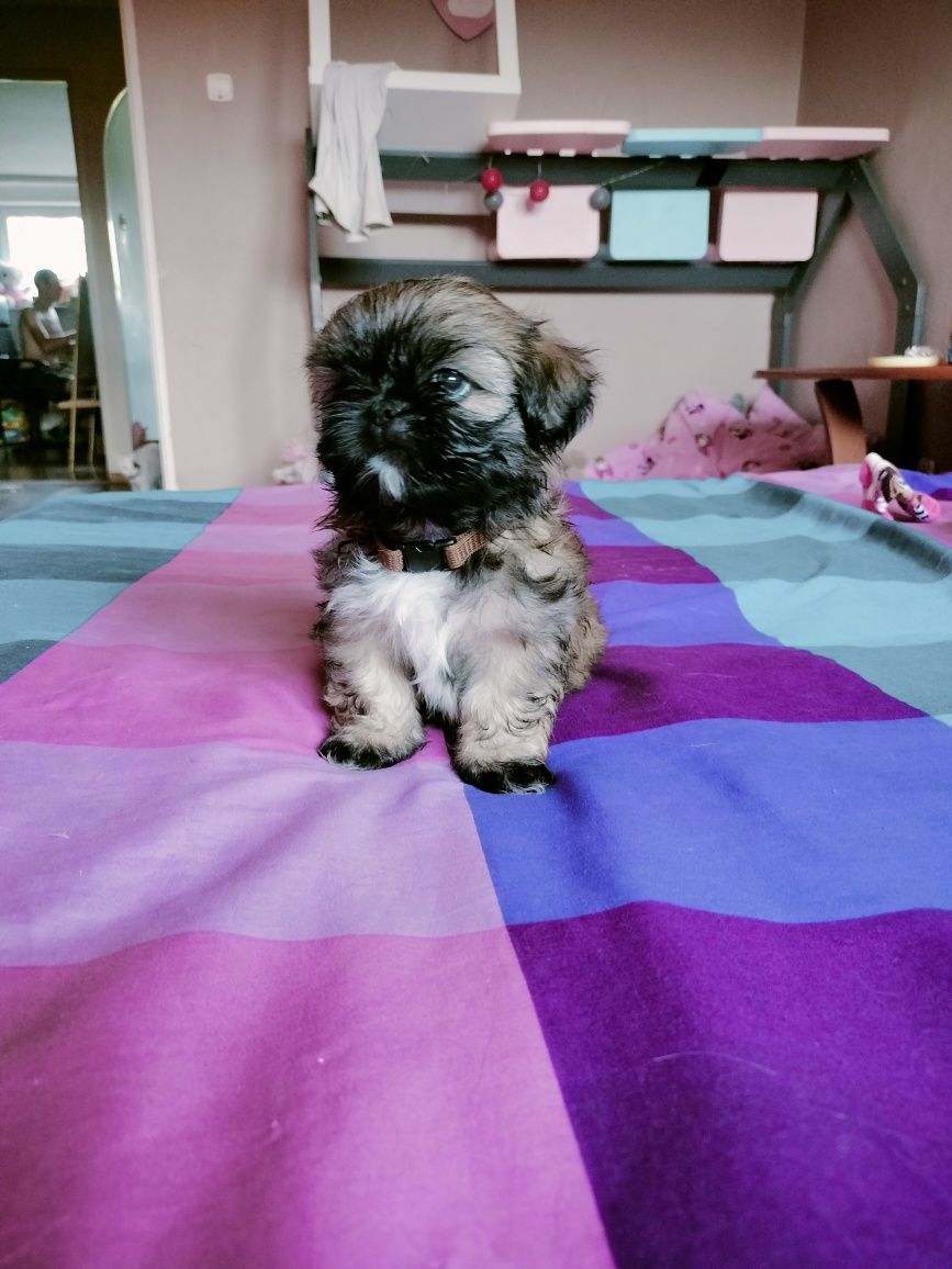 Ostatni piesek shih tzu
