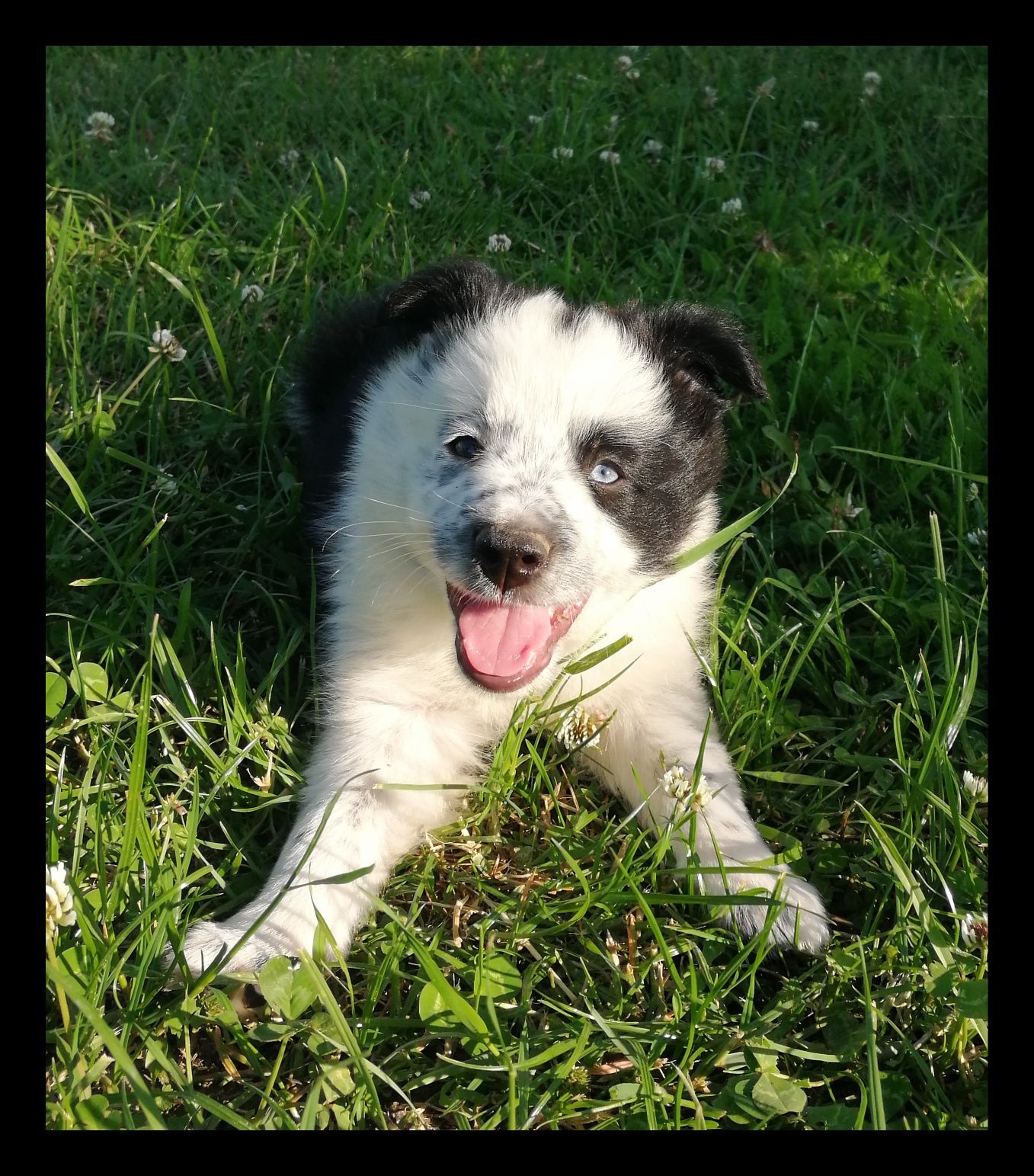 Border Collie Suczka DO ODBIORU
