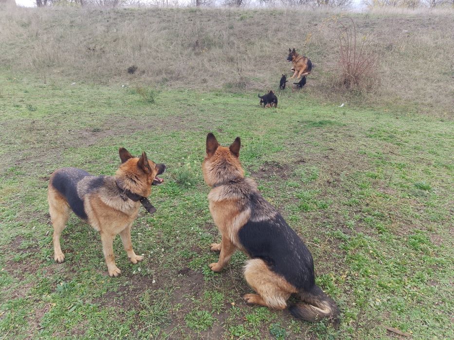 Продам цуциків Німецької вівчарки