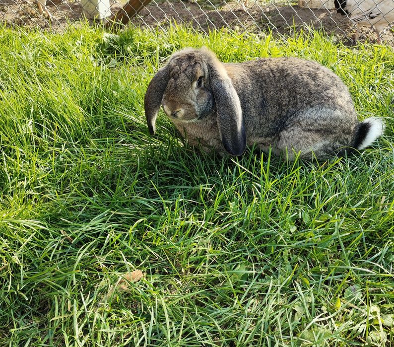 Królik baran francuski samiec
