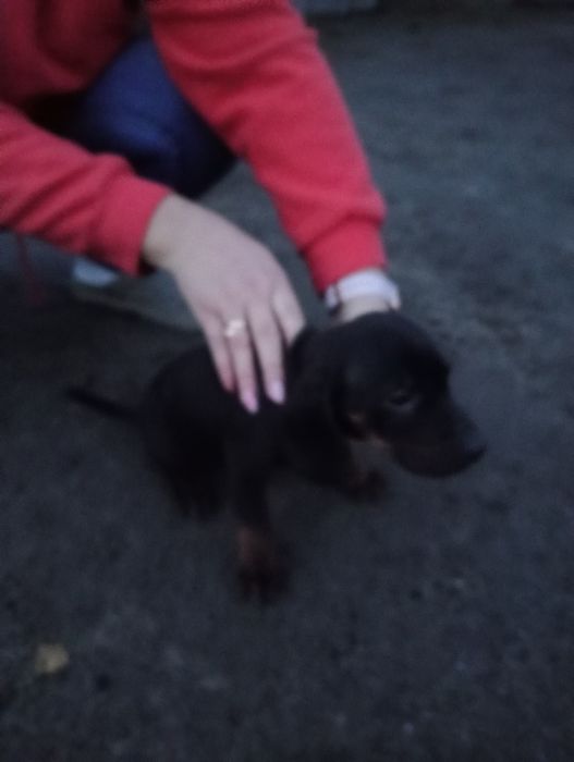 Piesek Gończy Polski