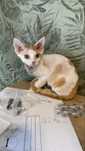 Devon rex rudo  bialy kocurek, FPL rodowod