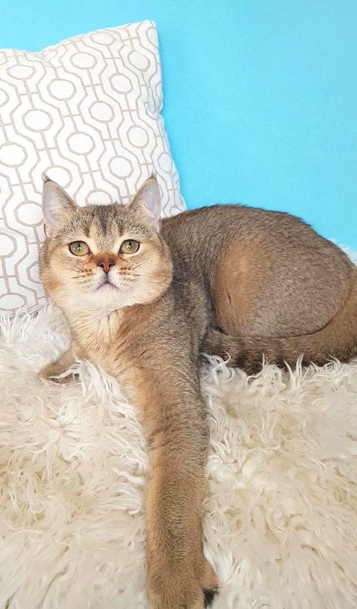 Юний котик шиншила, мутонова шубка
