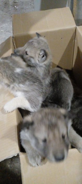 Западно сибірські лайки чекають на свого господаря