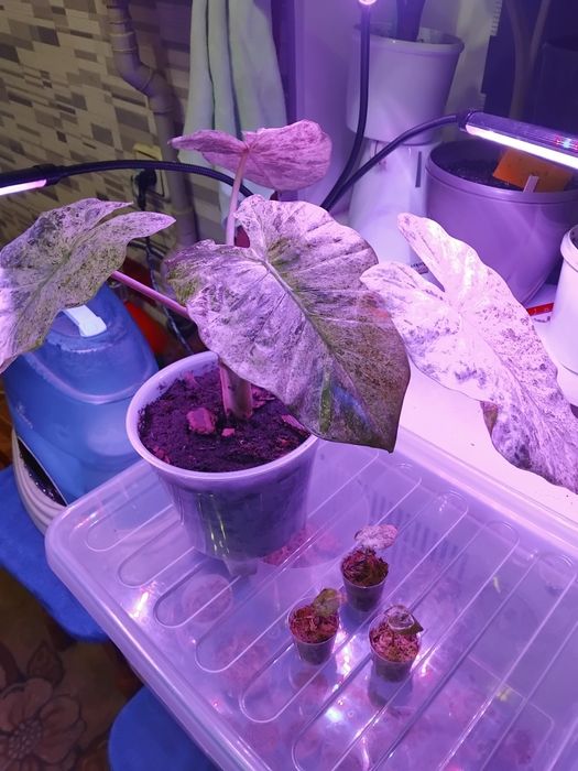 Алоказія macrorrhizos 'Splash'