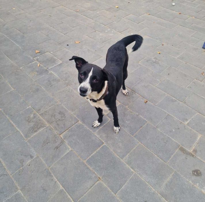 Majeczka super suczka do adopcji.