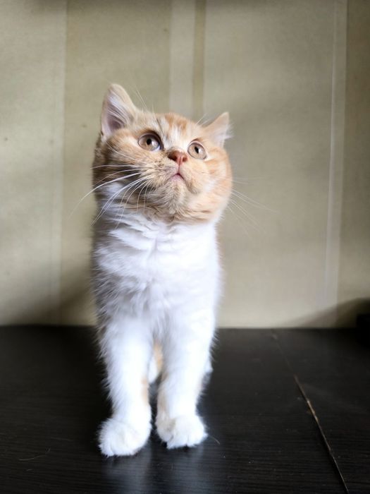 Kot Brytyjski kocur FPL opcja hodowlana