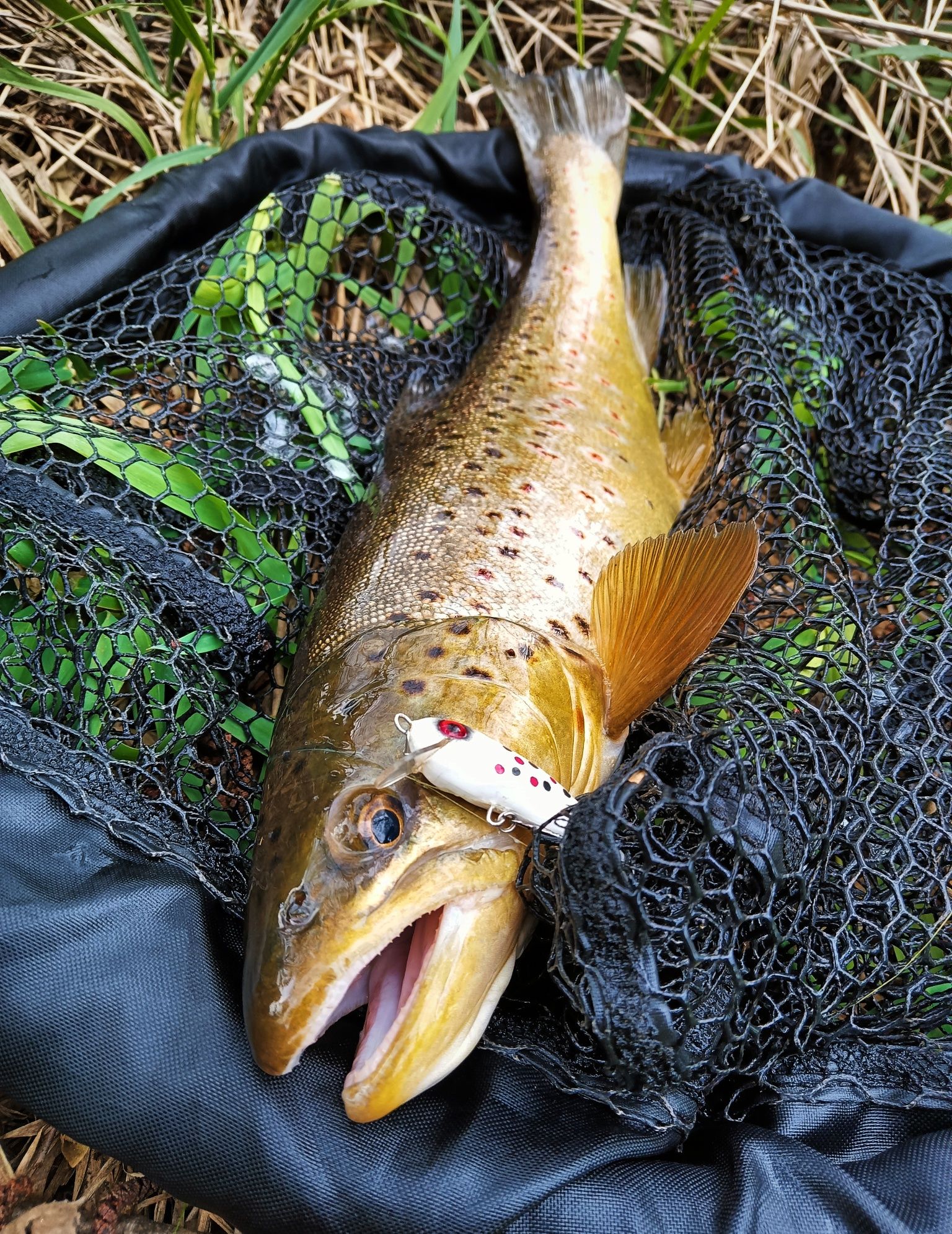 Woblery Pstrągowe 5cm 2.5g LUKI LURES Kotwice BKK