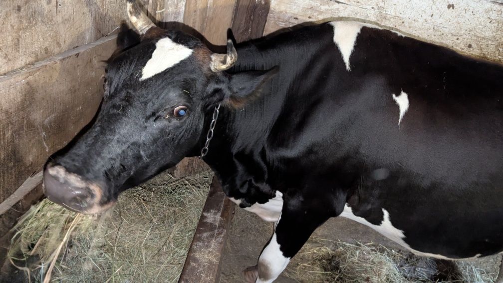 Продам корову за другим телям.
