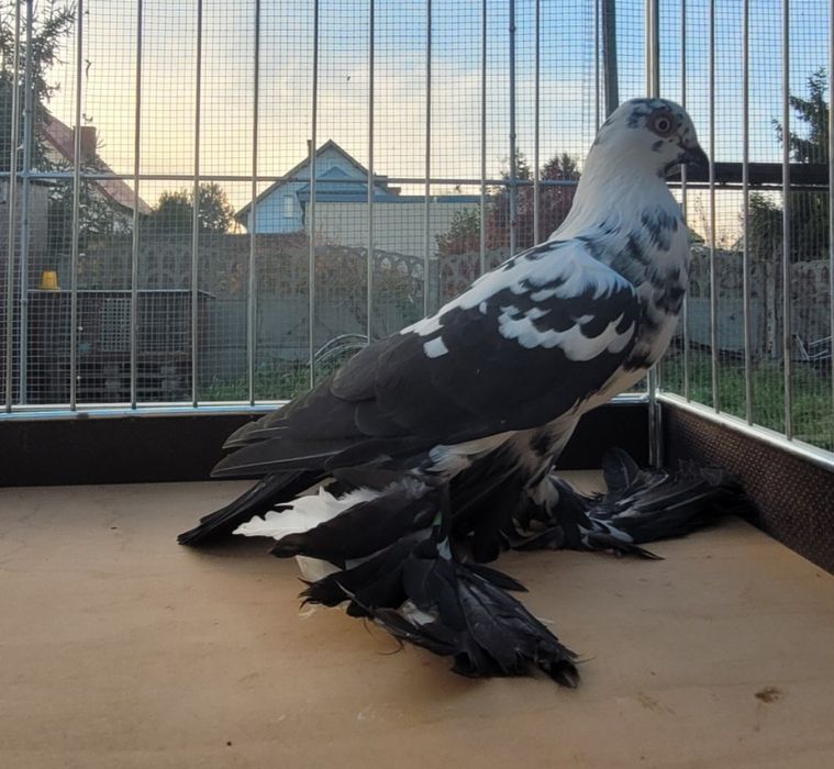 Widymy polskie gołębie