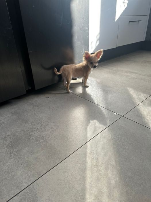 Sunia chihuahua długowłosa