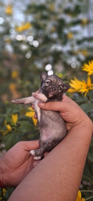 Chihuahua Sobolowa suczka