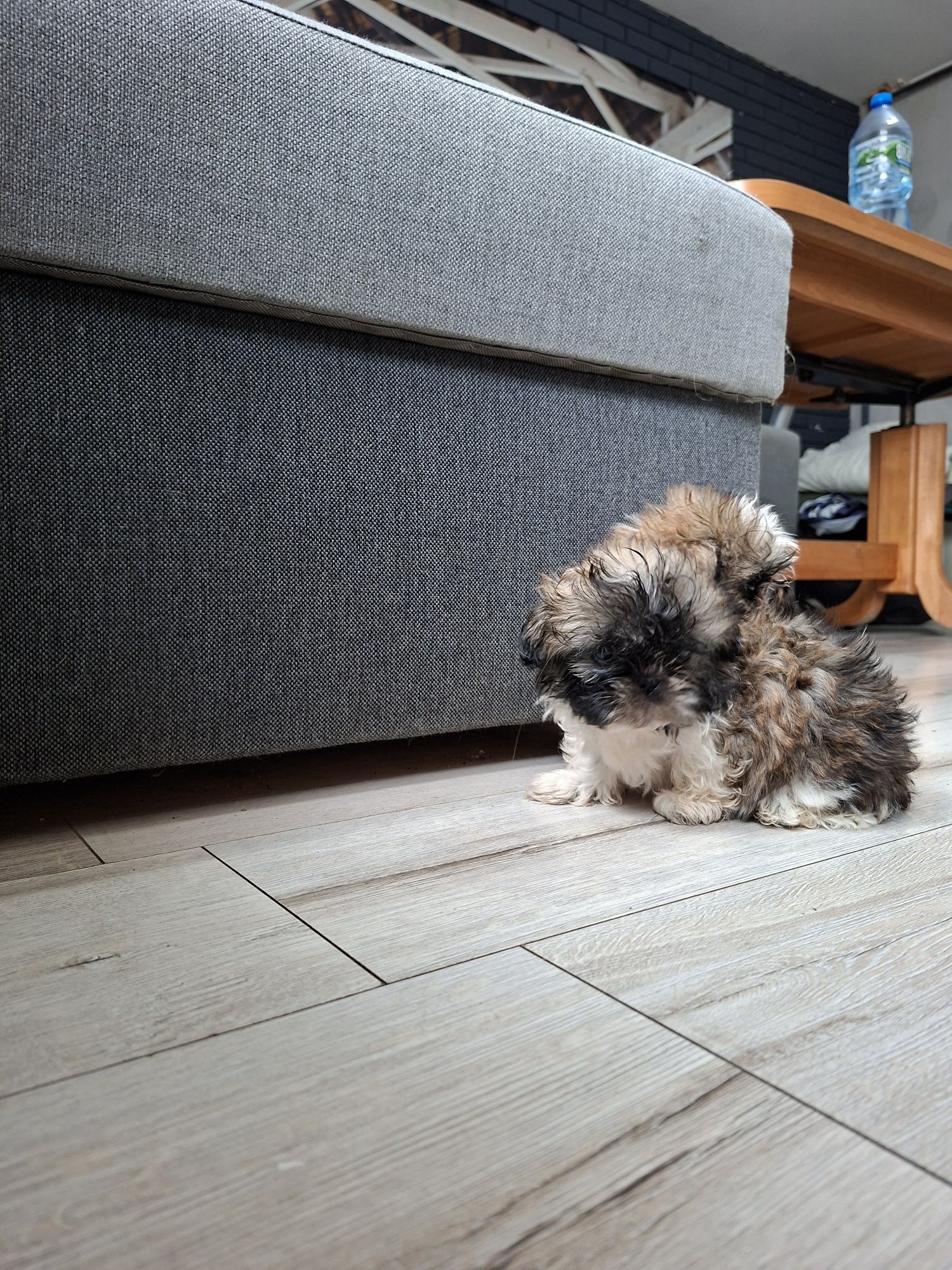 Shih Tzu  chłopak