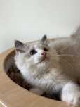 Ragdoll cudny chłopczyk :)