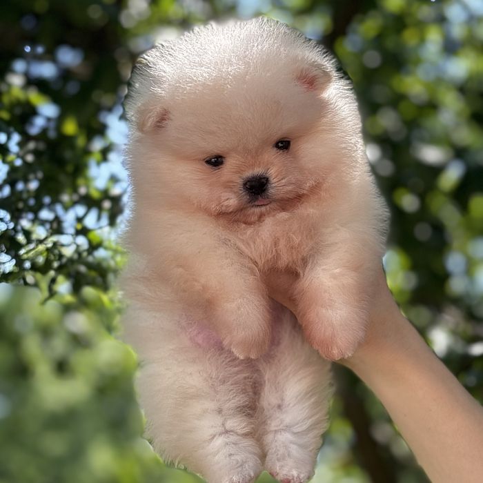 ляльковий Ведмедик шок классу