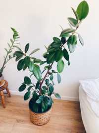 Duży (140cm) Ficus - duża roślina, zadbana!