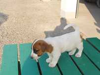Jack Russel Terrier Piesek