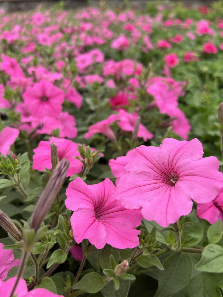 Supertunia Vista Bubblegum